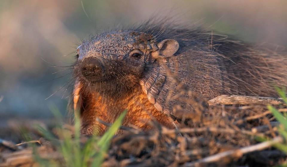 Invasion of the Armadillos: Illinois Researchers Need Your Help to Determine if the Shelled Mammals are Migrating to Chicago