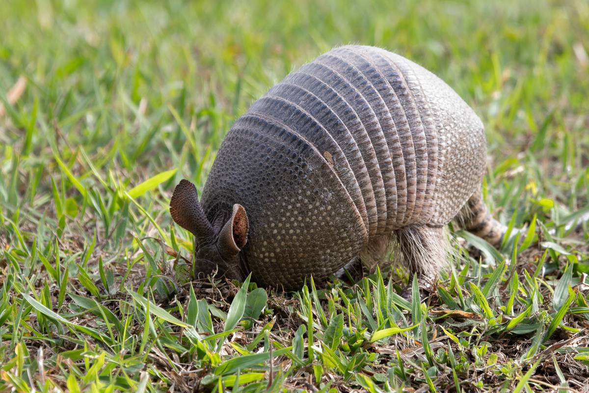 A Nine-banded Armadillo (Dasypus novemcinctus) digging a hole.