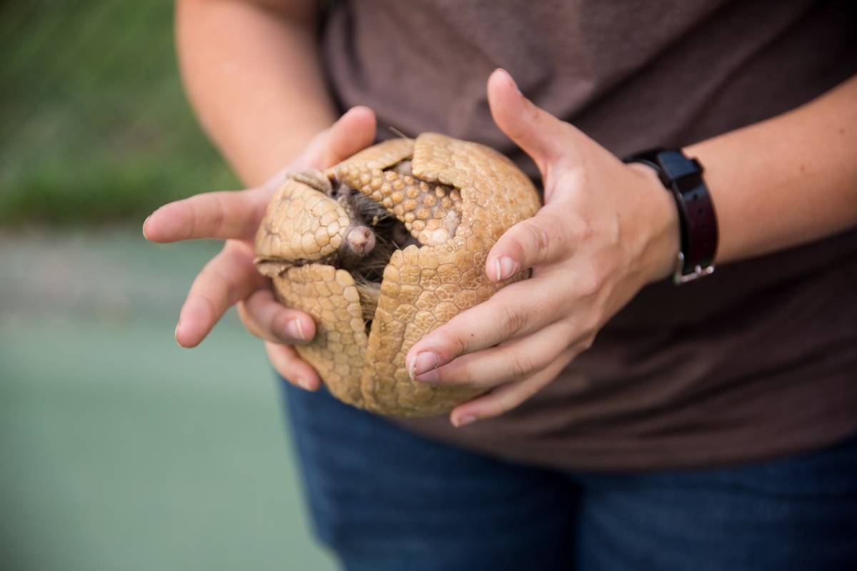 Hands holding an armadillo, rolled up into a defensive ball.