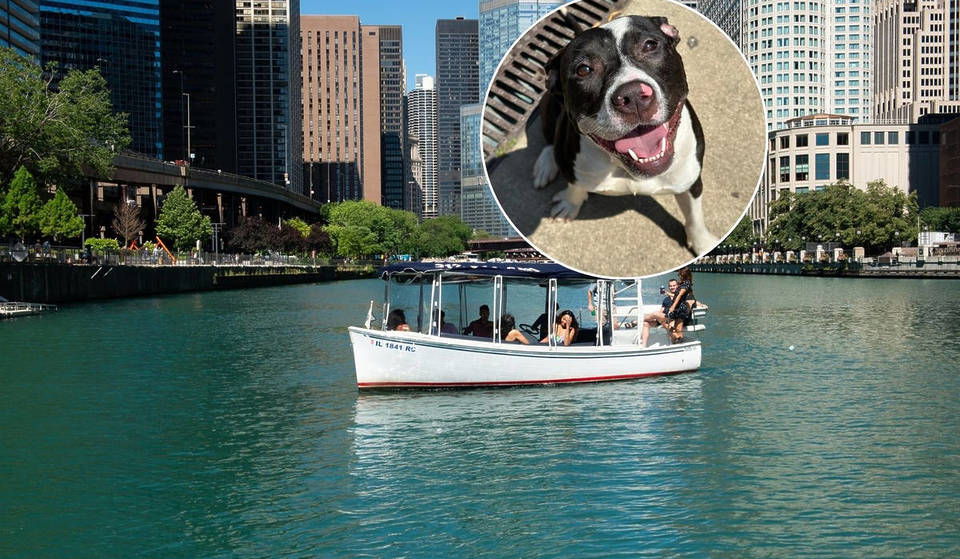 Citas rápidas con cachorros en el río Chicago: este evento de un día podría cambiar tu vida