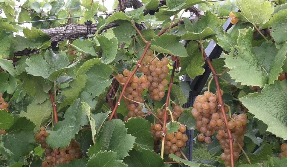 This Illinois Wine Trail Is Being Called &#8220;the Napa of the Midwest&#8221;—and It’s Surprisingly Affordable