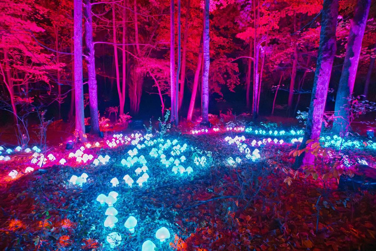 Harry Potter: Forbidden Forest Experience