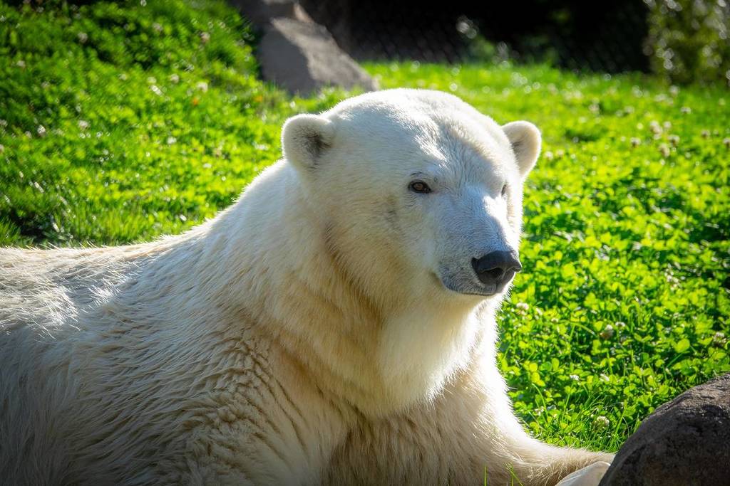 Meet the Brookfield Zoo's Newest Resident Polar Bear