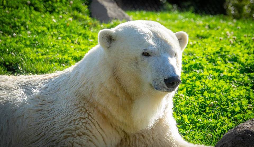 Meet the Brookfield Zoo&#8217;s Newest Resident Polar Bear