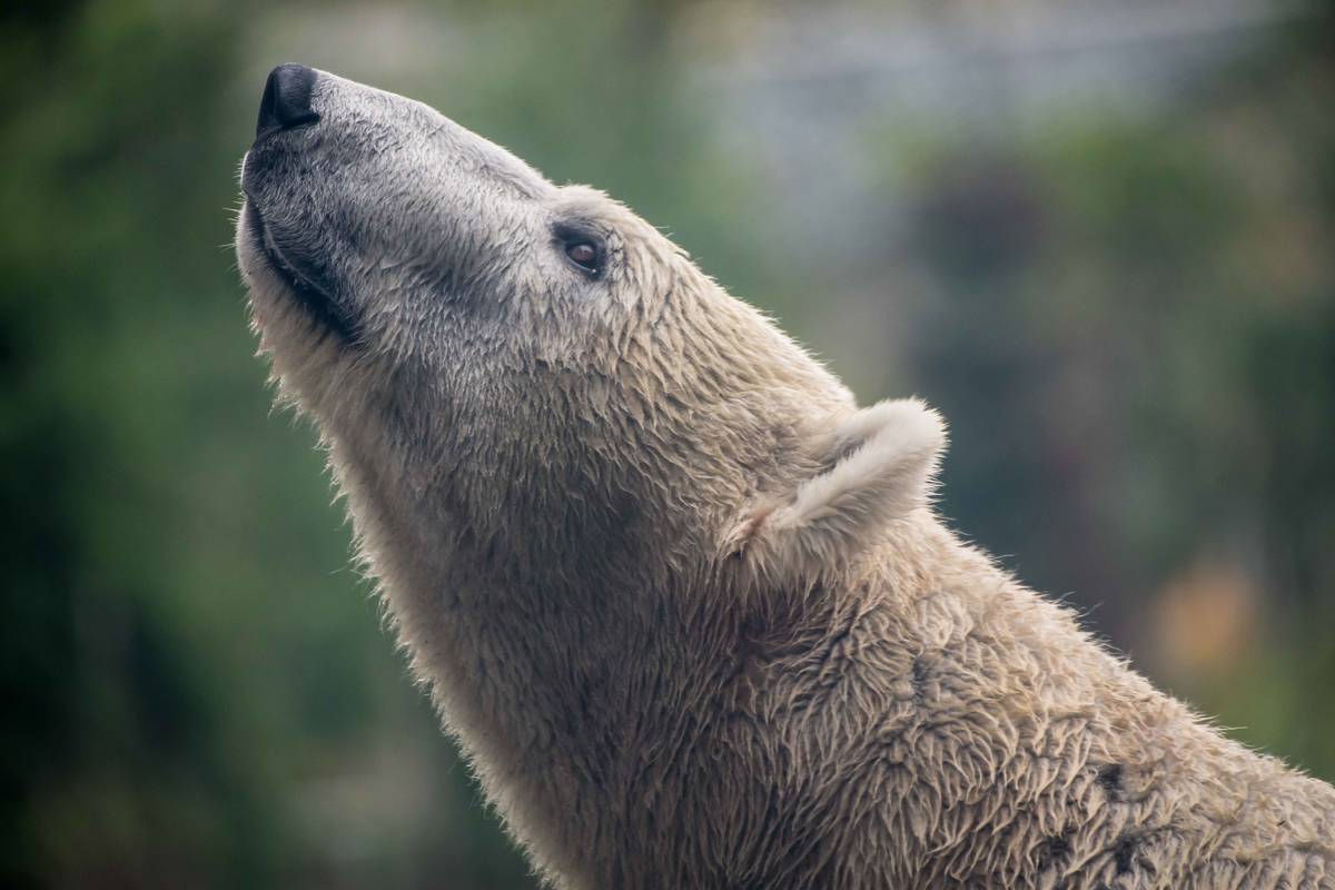 Polar bear Amelia Gray explores the Polar Passage habitat at the Oregon Zoo. ©Oregon Zoo/ photo by Shervin Hess