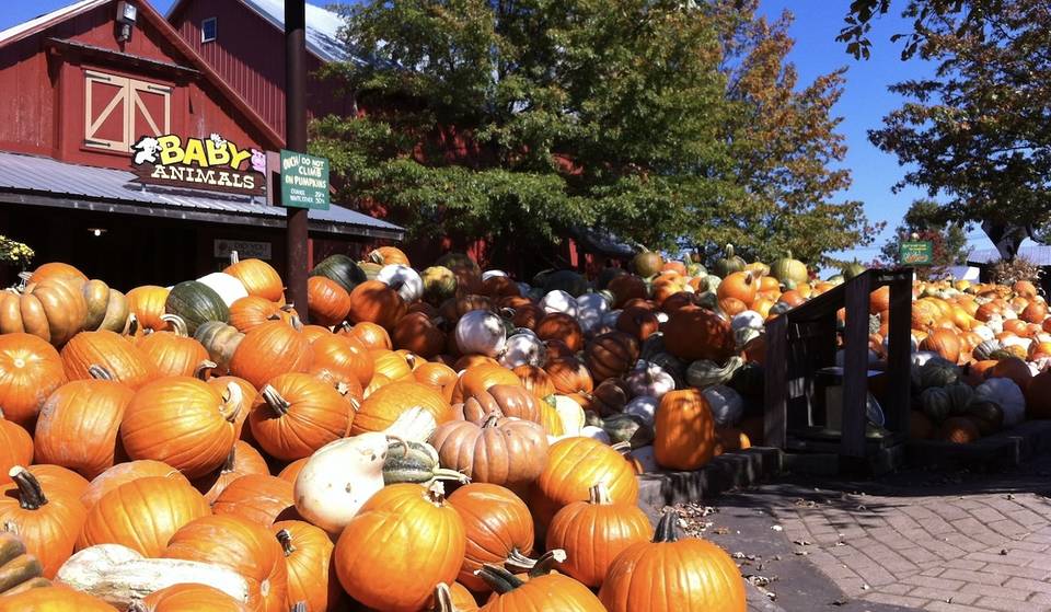 Guía de festivales de otoño en Chicago y sus alrededores esta temporada