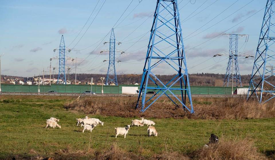 Conoce a las cabras que ayudan a ComED a mantener las líneas eléctricas de Chicago