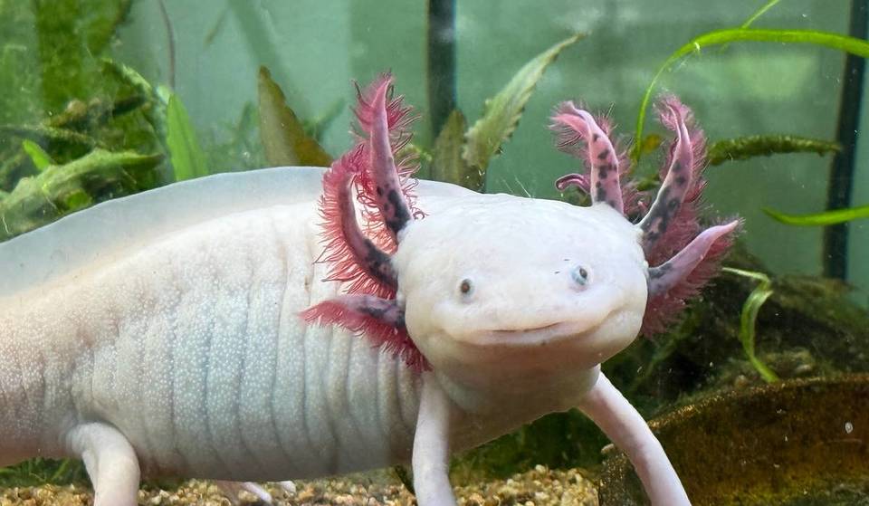 El zoo de Brookfield tiene un nuevo bicho residente y necesitan tu ayuda para ponerle nombre