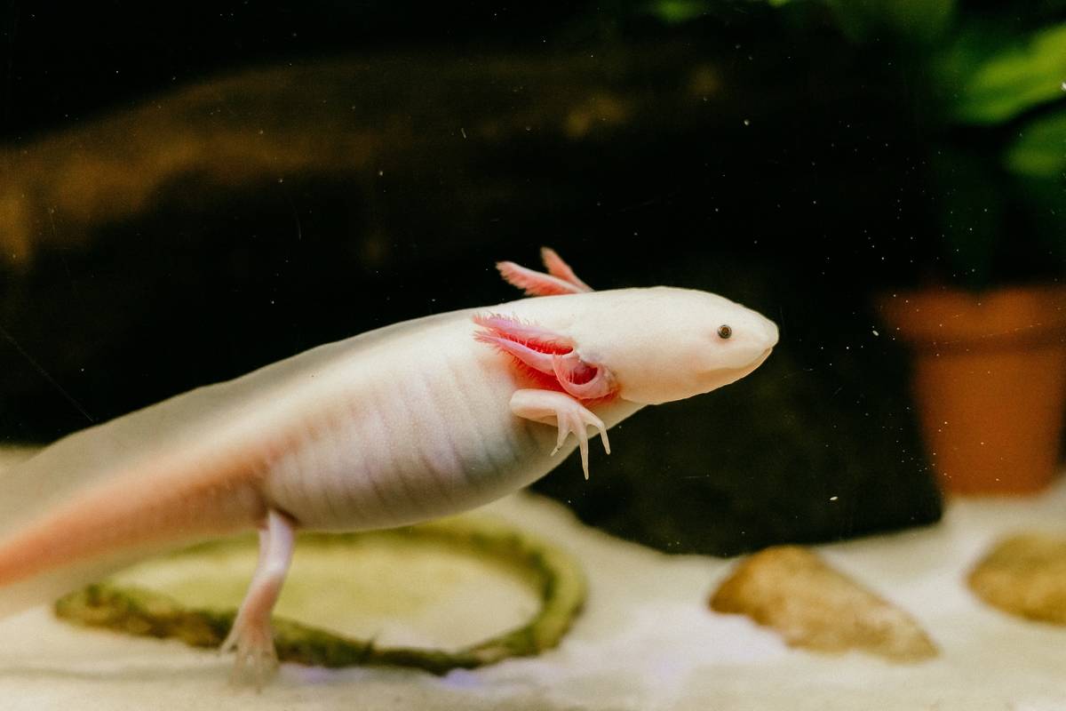 Axolotl