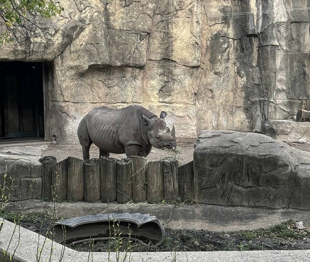Un rinoceronte adorable en el zoológico de Lincoln Park