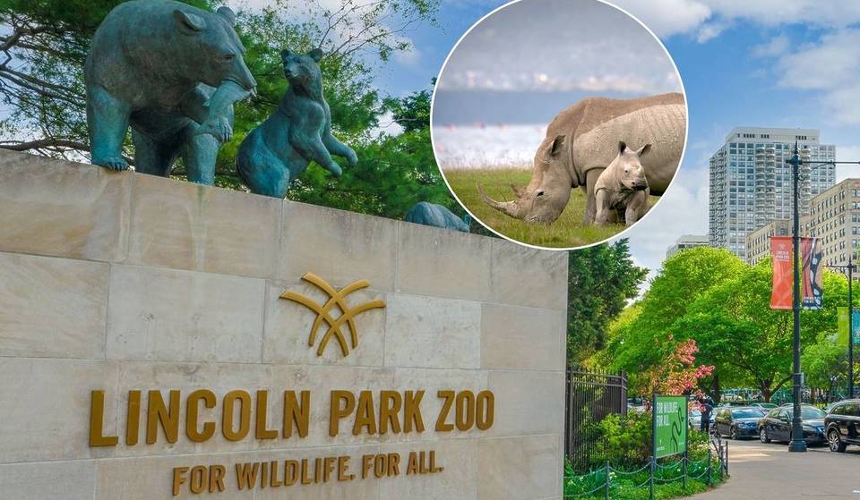 You Can Meet the Lincoln Park Zoo’s New Eastern Black Rhino Calf This Spring