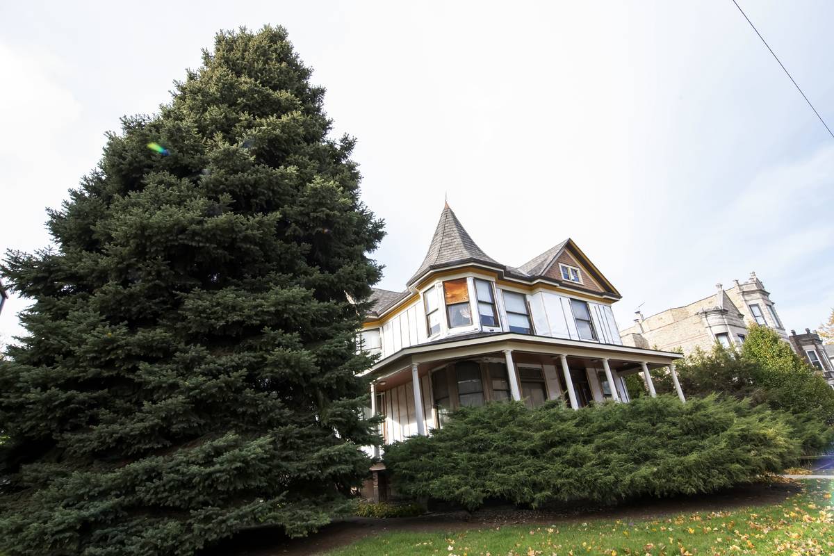 Chicago Christmas Tree submission 2024