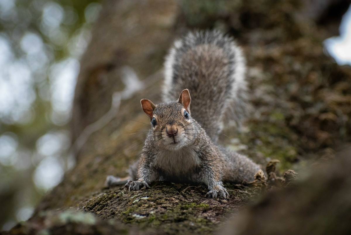 eastern grey squirrel