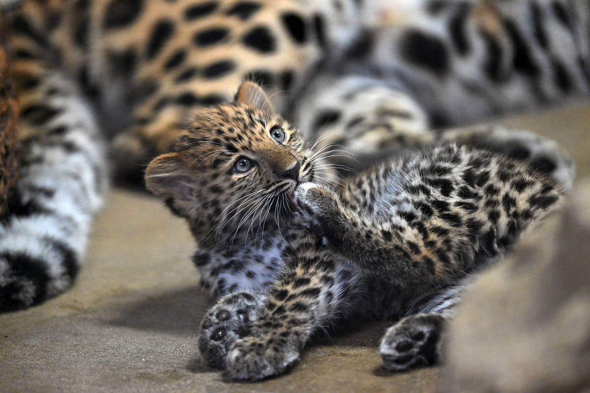 Amur leopard cub at Brookfield Zoo