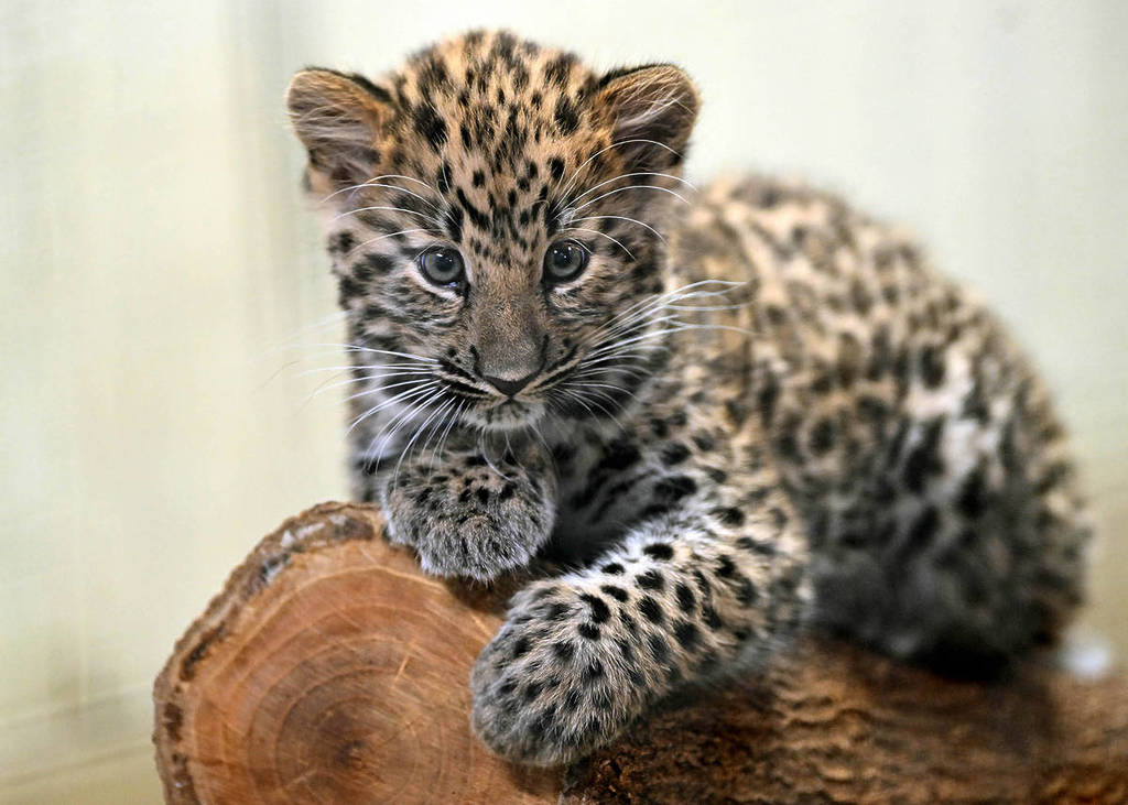 Cachorro de leopardo de Amur en el zoo de Brookfield