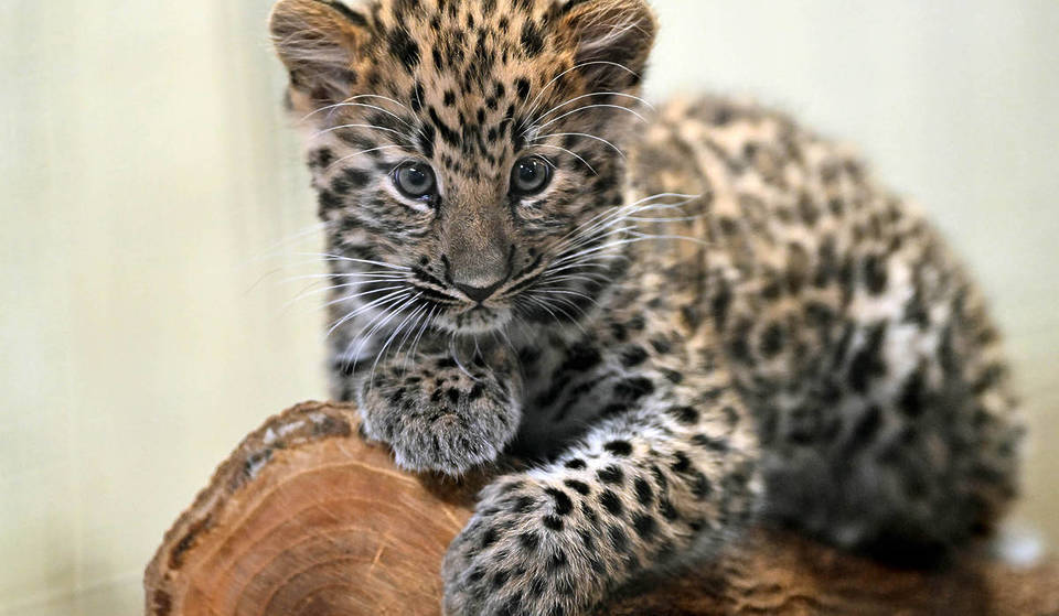 Recientemente han nacido dos cachorros de leopardo de Amur en el zoo de Brookfield, y tenemos las primeras fotos de ellos.