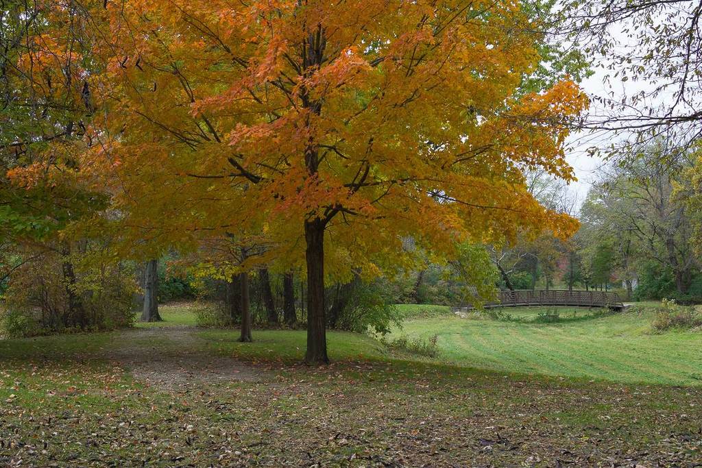 Leaf covered path in Gebhard Woods State Park on a Autumn/ Fall afternoon. Morris, Illinois, USA
