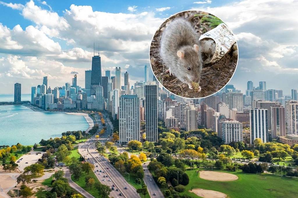 Picture of Chicago overlaid with image of brown rat
