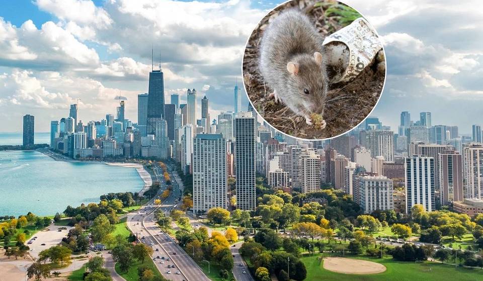 Los Ángeles supera a Chicago como la ciudad más ratonera de Estados Unidos en 2025