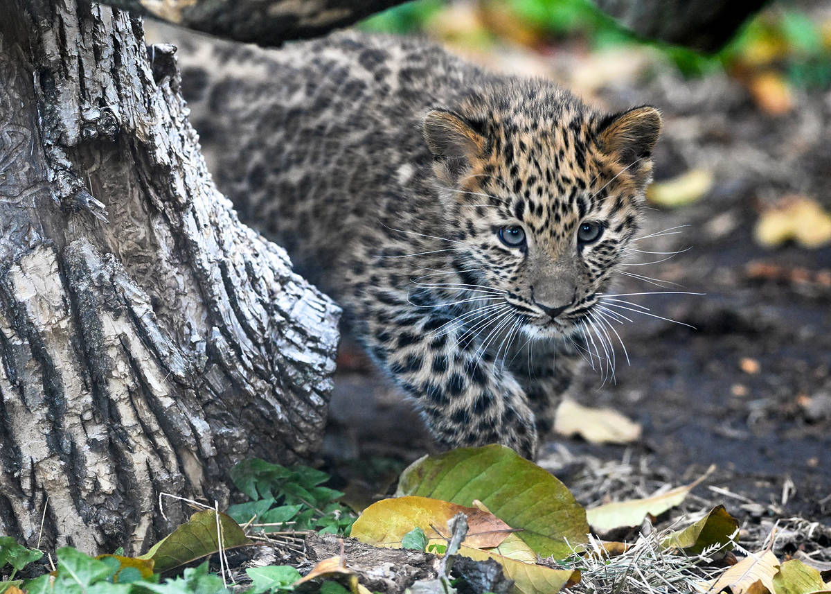 Baby amur leopard at Brookfield Zoo