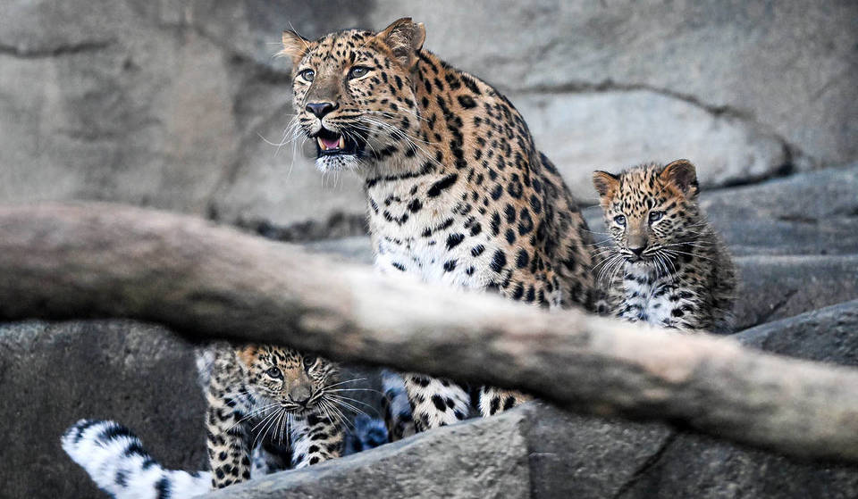 El zoo de Brookfield acaba de dar la bienvenida a dos raros cachorros de leopardo, y ya puedes visitarlos