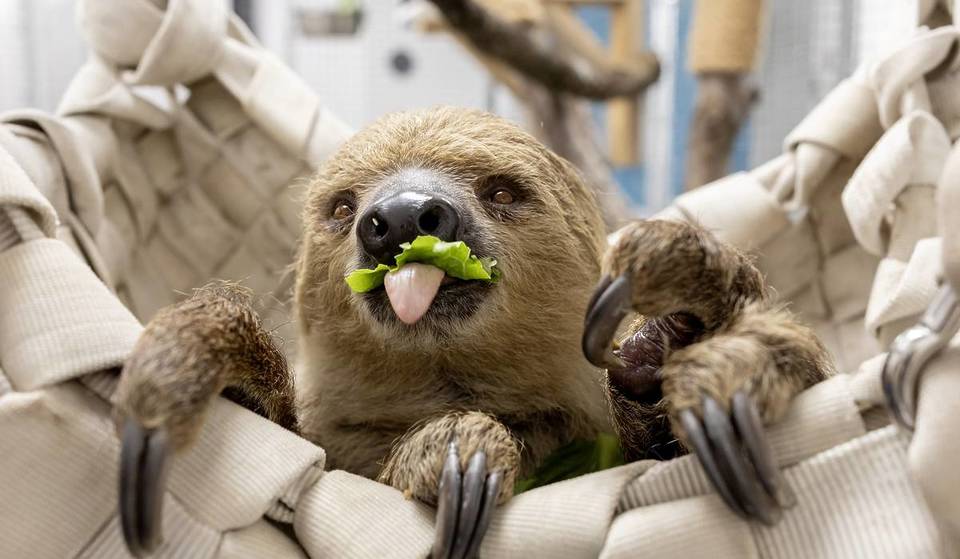 Saluda al nuevo perezoso de dos dedos del acuario Shedd