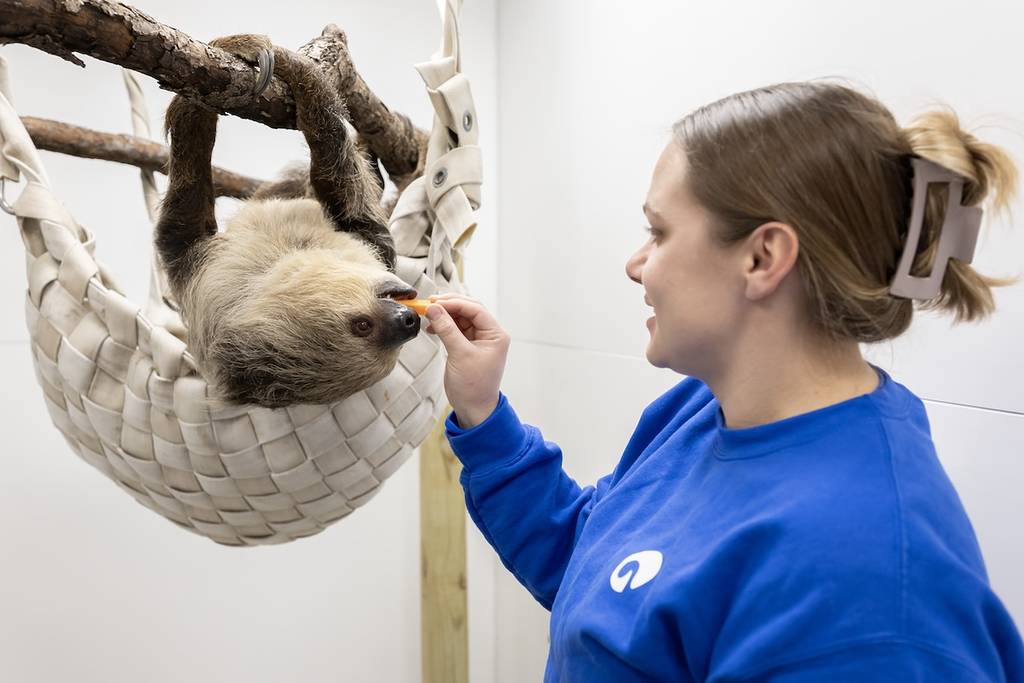 Alface the sloth