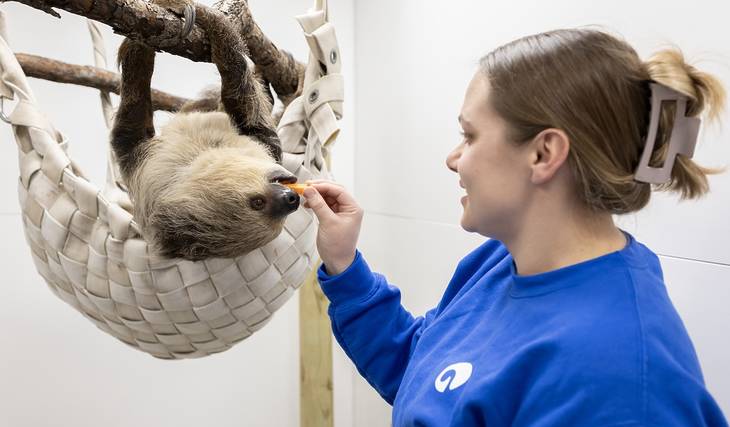 You can now visit the Shedd Aquarium’s new two-toed sloth— up close and personal