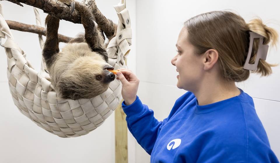 Ya puedes visitar a la nueva perezosa de dos dedos del Acuario Shedd, de cerca y en persona