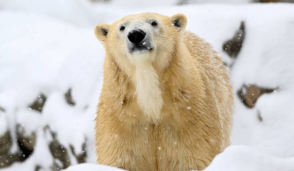 Este famoso zoo cerca de Chicago ofrece entrada gratuita todo el invierno, y sólo hay dos excepciones