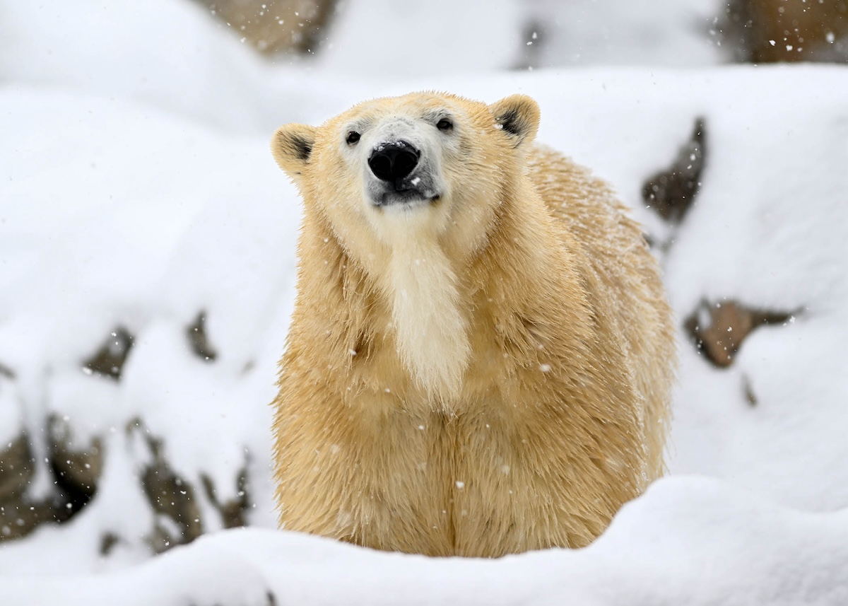 This Famous Zoo Near Chicago Is Offering Free Admission All Winter—And There are Only Two Exceptions