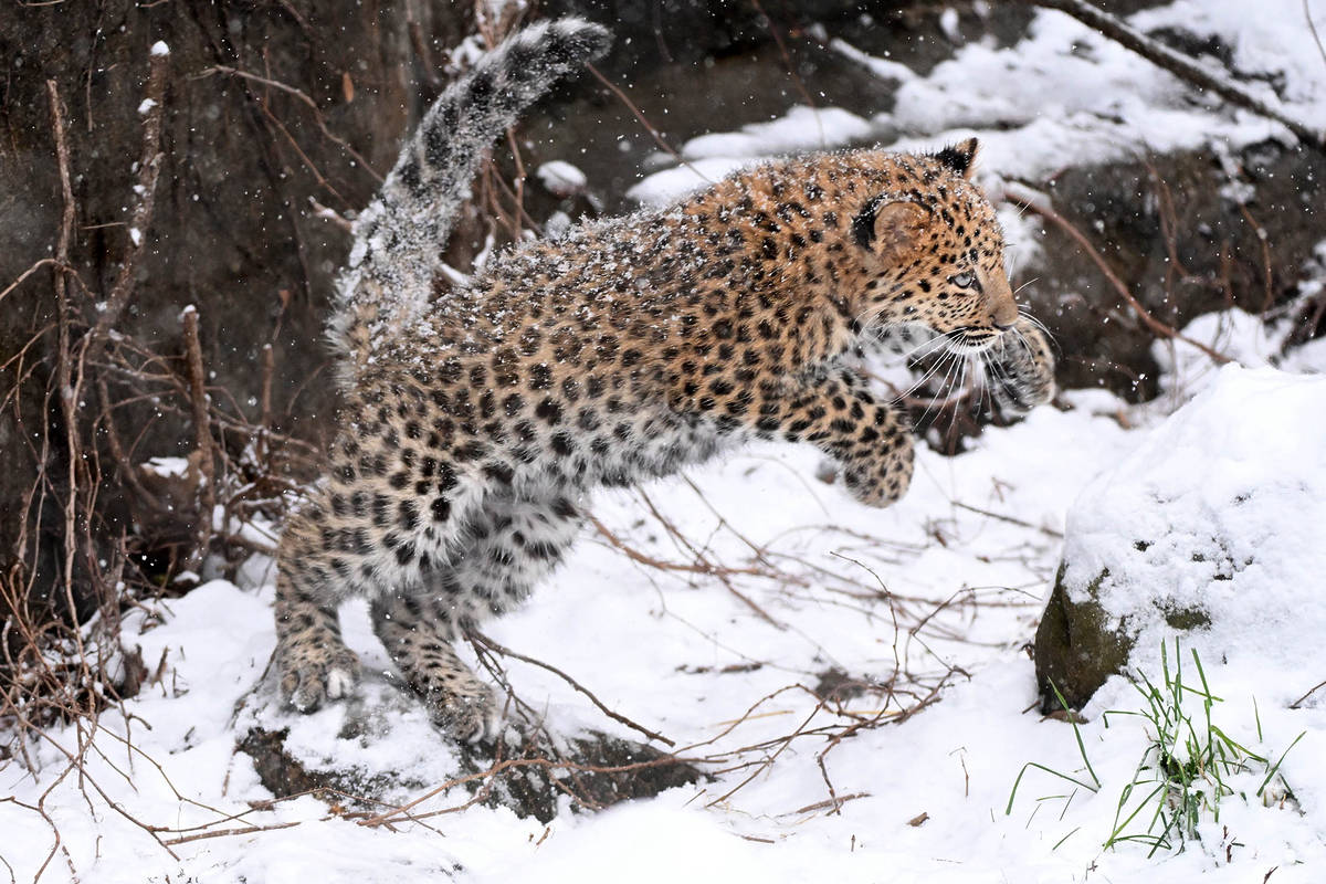 Amur leopard pouncing in the snow