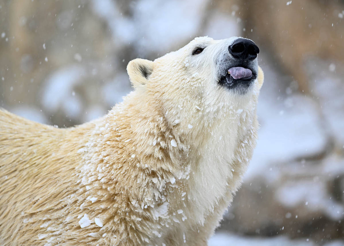 Polar Bear Amelia Gray at the Brookfield Zoo