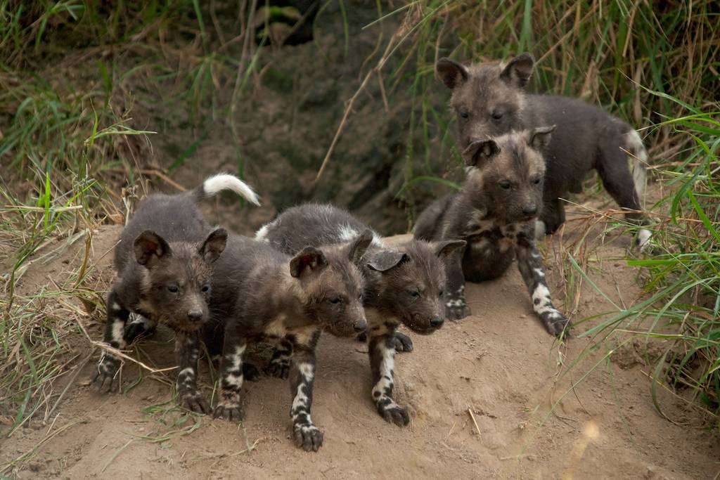 African Painted Dog puppies