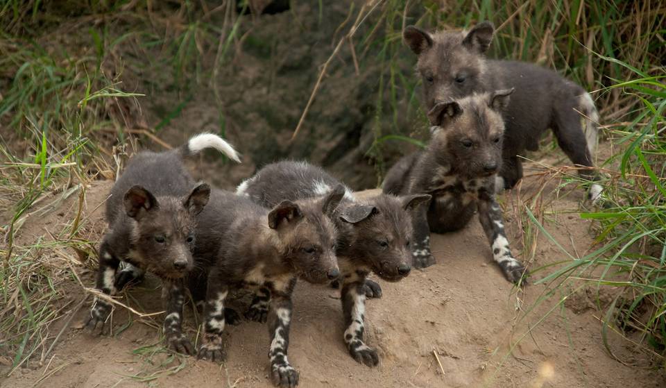 These Playful Pups Are the Newest Additions to the Brookfield Zoo