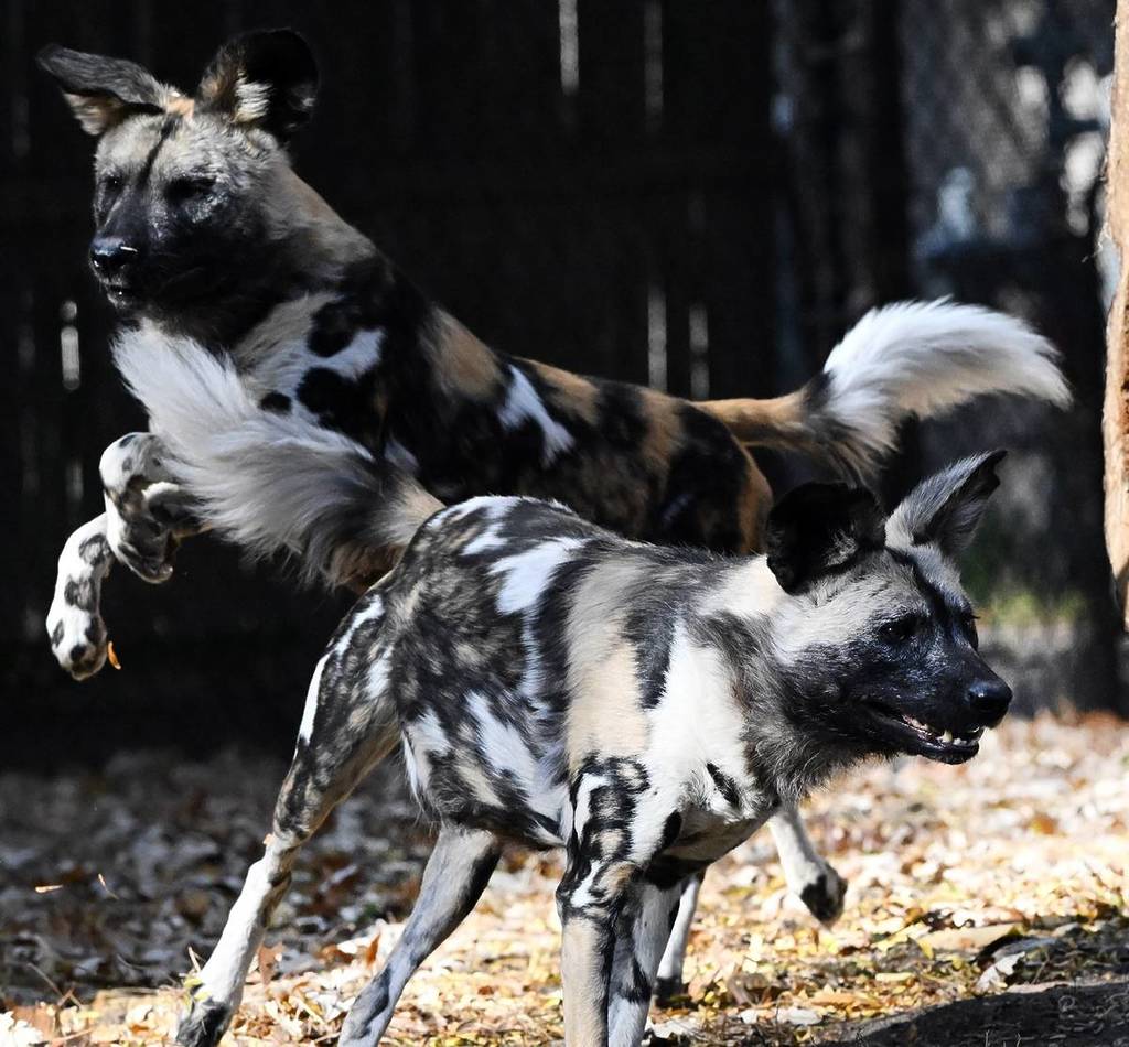 These Playful Pups Are the Newest Additions to the Brookfield Zoo
