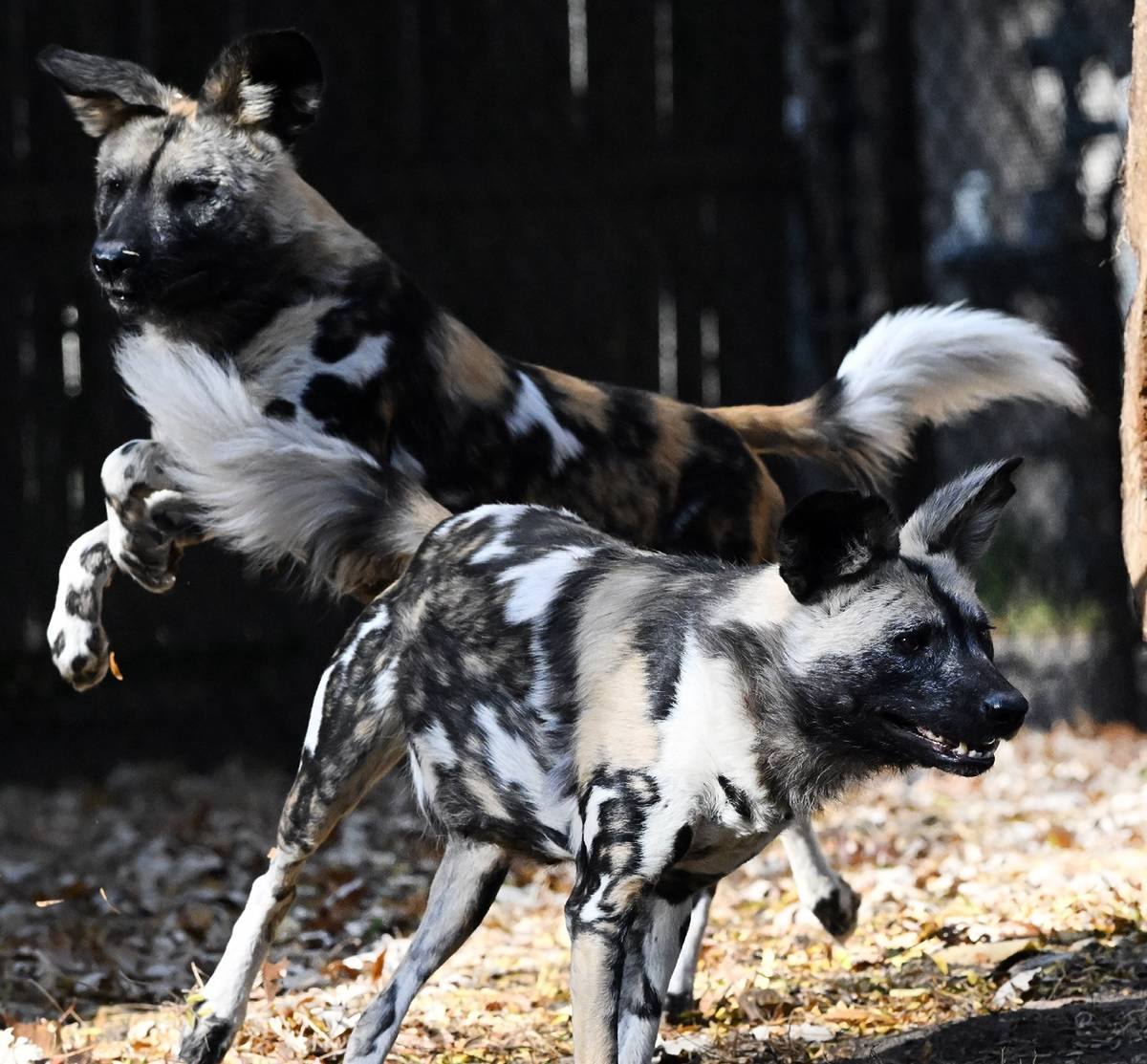 African Painted Dog parents Roanne and Kellan