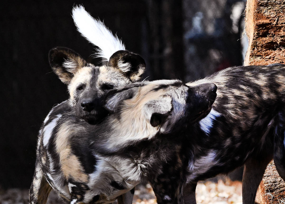 African Painted Dog parents Roanne and Kellan