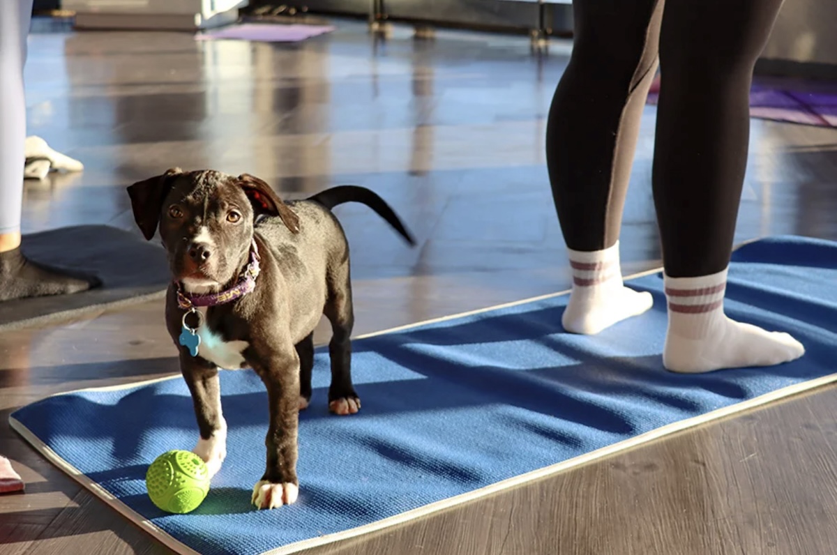 Puppy yoga
