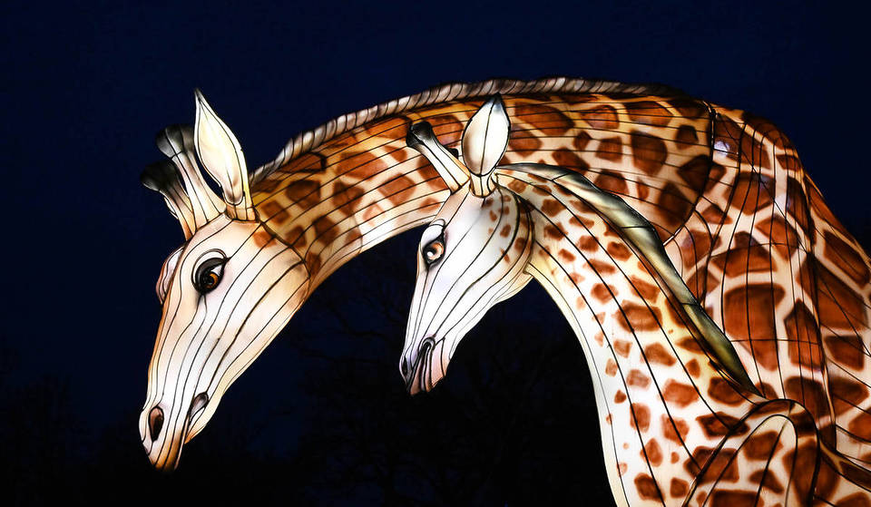 The Brookfield Zoo is Hosting Its First-Ever Wildlife Lantern Festival This Spring