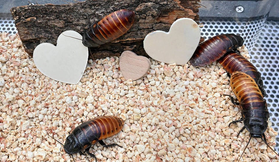 You Can Name a Cockroach After Your Ex at the Brookfield Zoo This Valentine’s Day