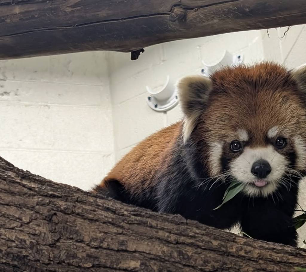 Qi, el panda rojo