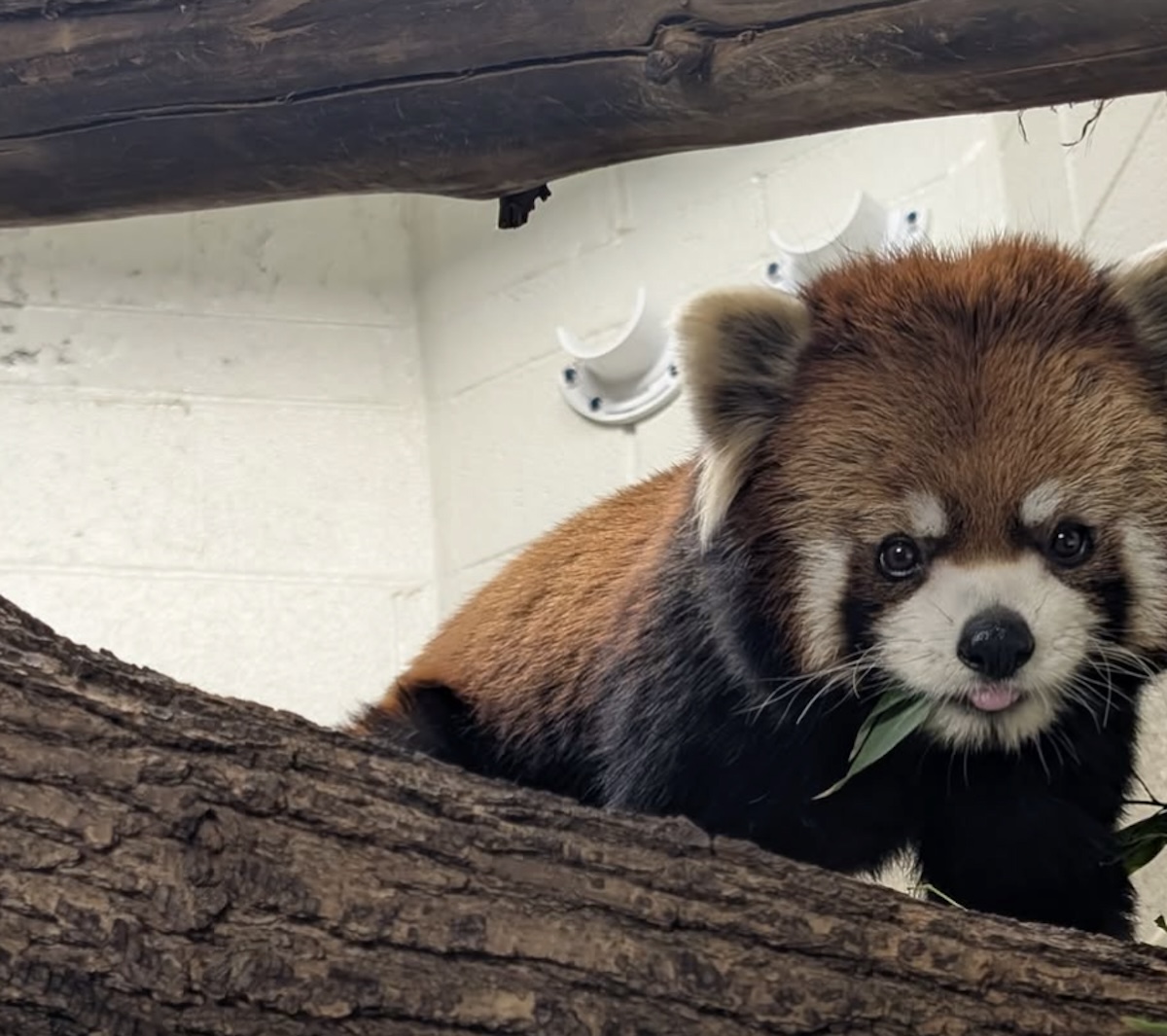 Qi the Red Panda