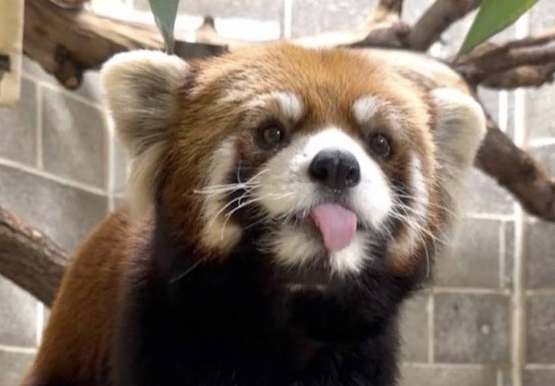 Qi the Red Panda