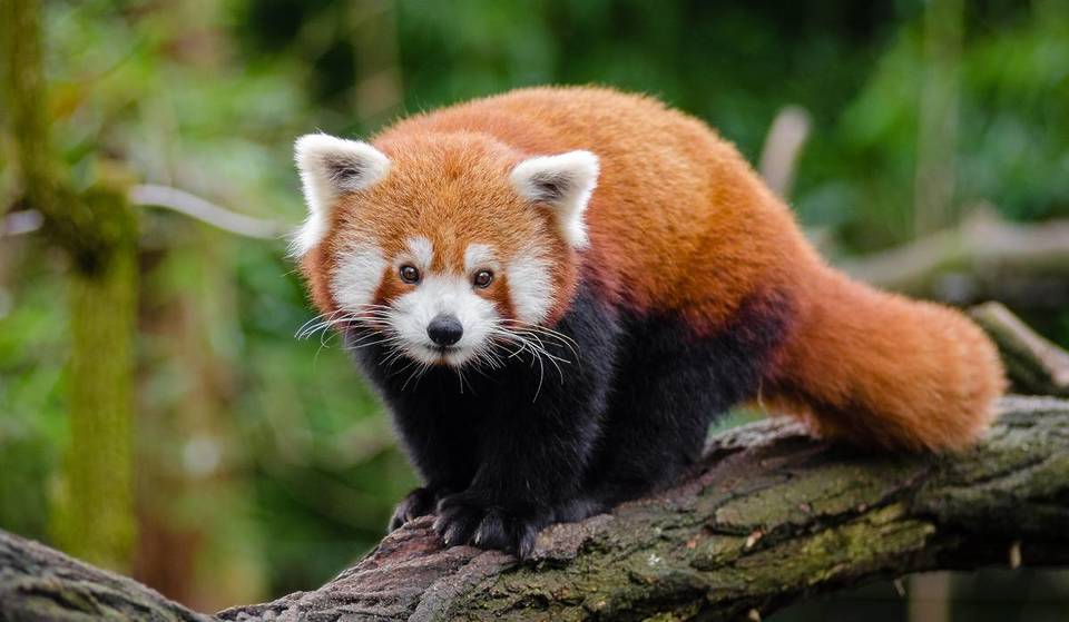 Meet the Lincoln Park Zoo’s Newest Resident—An Adorable Red Panda