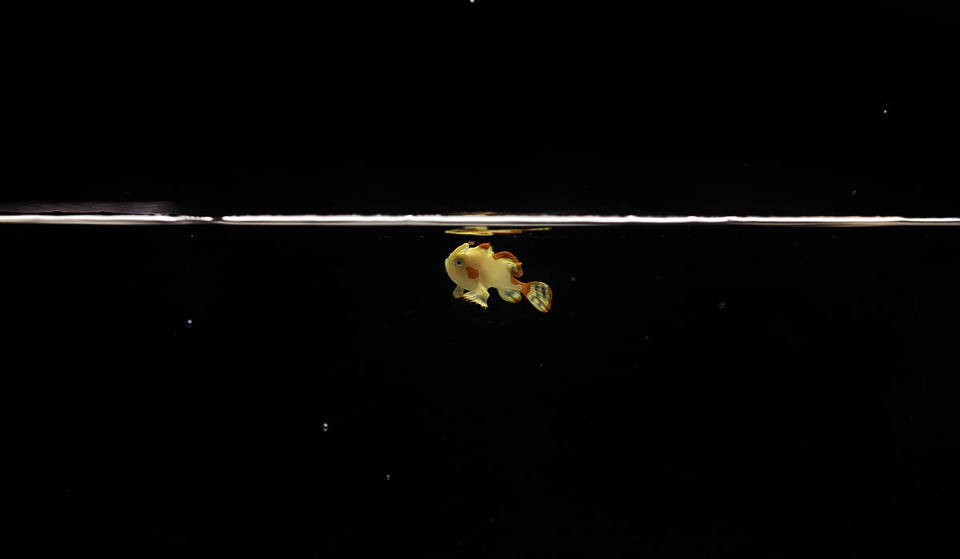 El Shedd acaba de convertirse en el primer acuario de la historia en criar este pez tan raro