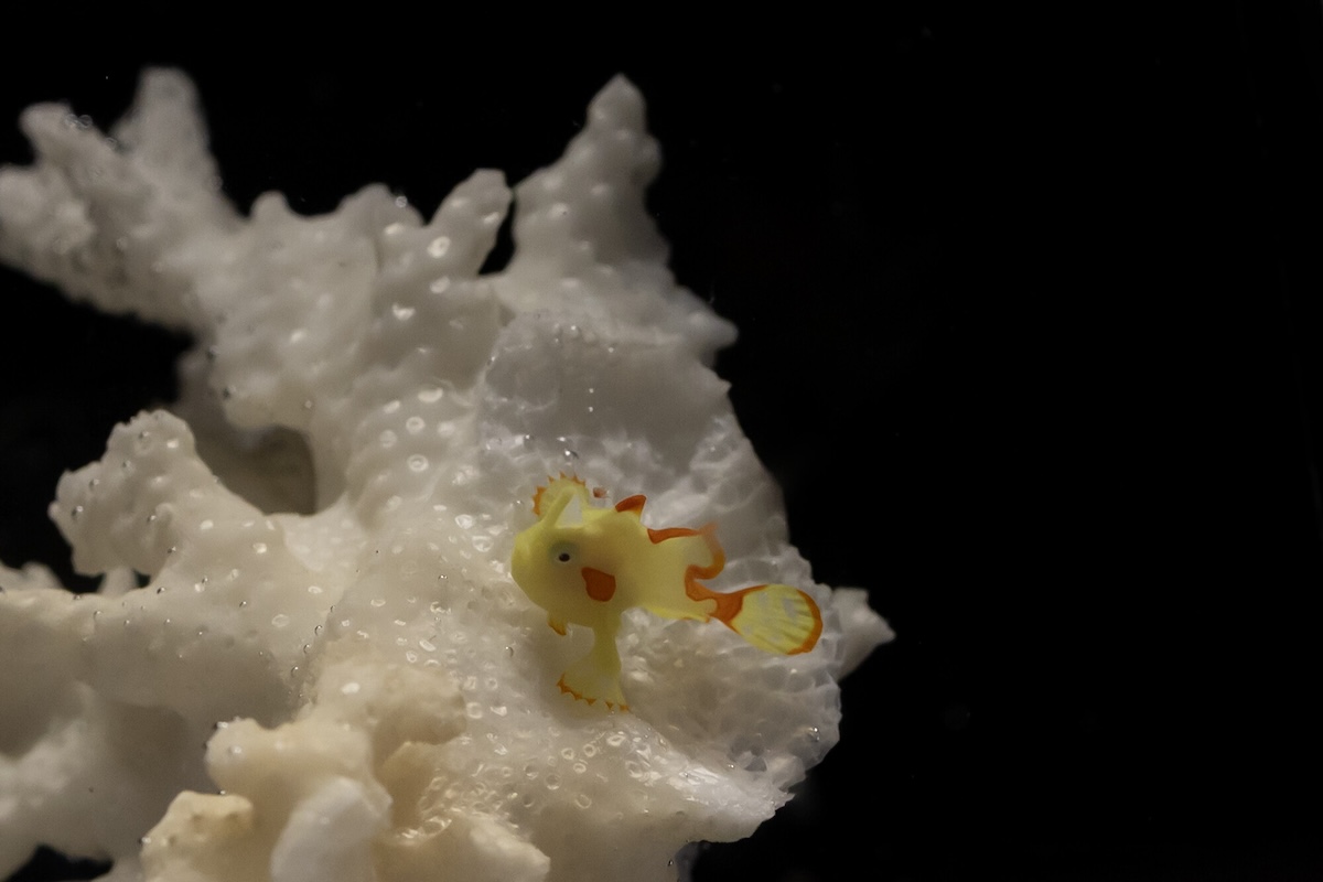 Warty Frogfish