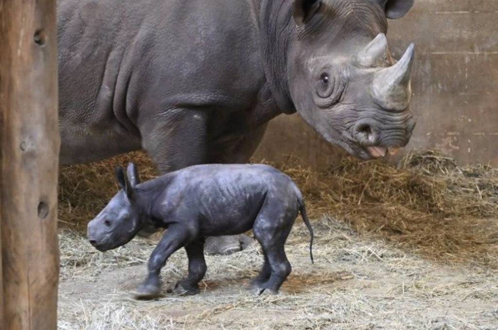 Eastern Black Rhino Kapuki and baby at the Lincoln Park Zoo