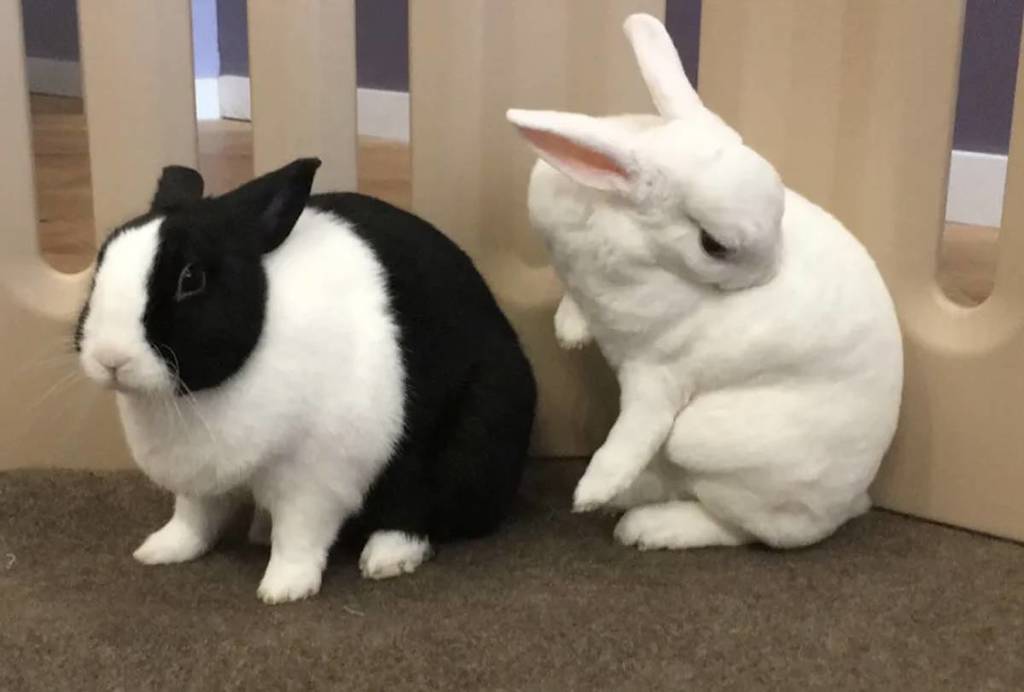 Bunnies from Cuddle Bunny