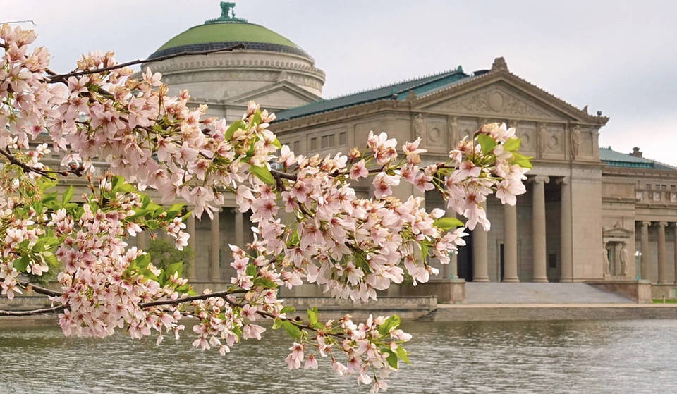 These Rare Cherry Blossoms Are Finally In Bloom In Chicago—Where To See The 170+ Trees In Chicago Before They Disappear
